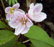 Claytonia caroliniana