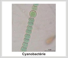 cyanobactéries