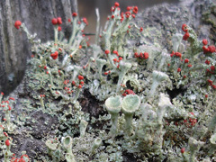 Lichen