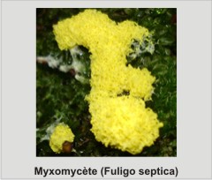 Fuligo septica