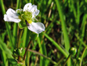 Common Water-Plantain