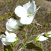 Downy serviceberry