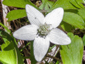 Wood anemone