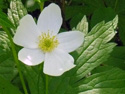 Canada anemone