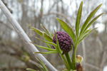 Red elderberry