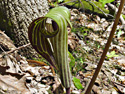 Jack-in-the-pulpit