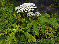 Giant Hogweed