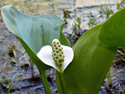 Wild calla