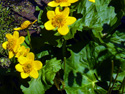 Yellow marsh marigold