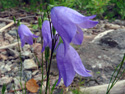 Giesecke's bellflower