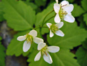 Two-leaved Toothwort