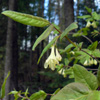 Canada fly honeysuckle