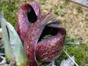 Eastern skunk cabbage, flowers