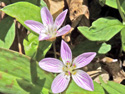 Carolina spring beauty