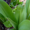 Yellow Clintonia