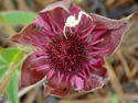 Marsh cinquefoil