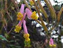 Pink corydalis