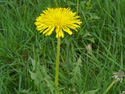 Common dandelion