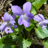 Labrador violet