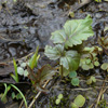 Two-leaved Toothwort