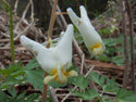 Dutchman's breeches