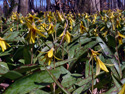 Trout lily