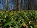 Yellow trout lily