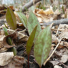 Trout lily