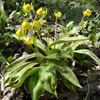 Trout lily