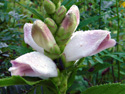 White turtlehead