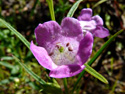 Small-flowered agalinis