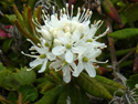 Common Labrador tea