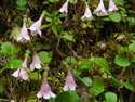 Twinflower