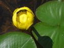 Small yellow pond-lily