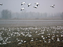 Snow geese