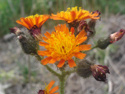 Orange Hawkweed