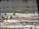 Canada geese