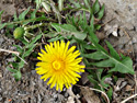 Common dandelion