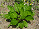 Common plantain