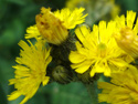 Meadow hawkweed