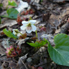 Kidney-leaved violet