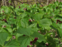 Red trillium