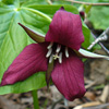 Red trillium