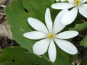 Bloodroot