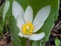 Bloodroot