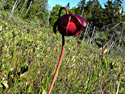 Northern pitcher plant