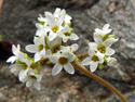 Early saxifrage