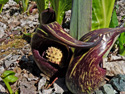 Eastern skunk cabbage