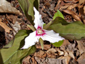 Painted Trillium