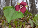 Red trillium